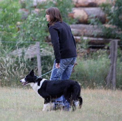 levage border collie levage dans l'aude