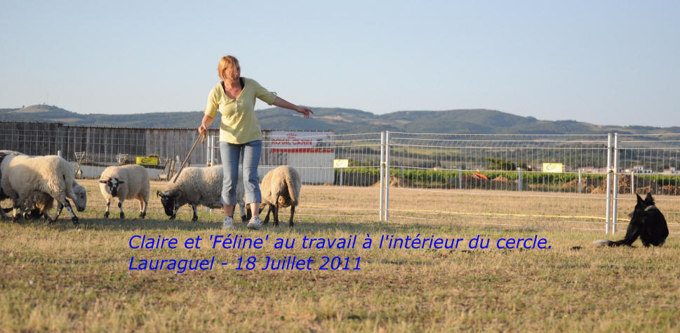 Stage de dressage de chiens de bergers