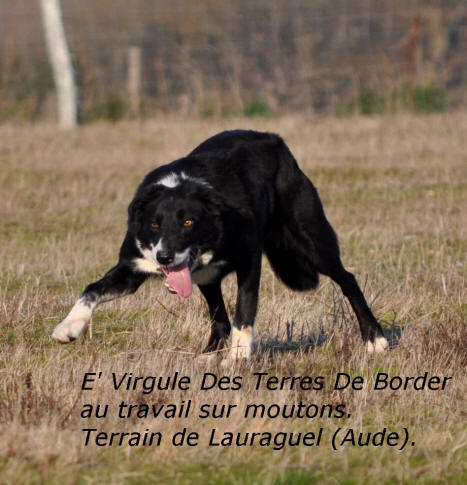 Border collie dans l'aude