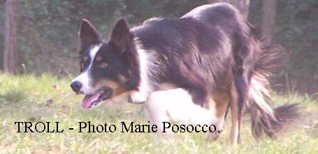 Border collie tricolore