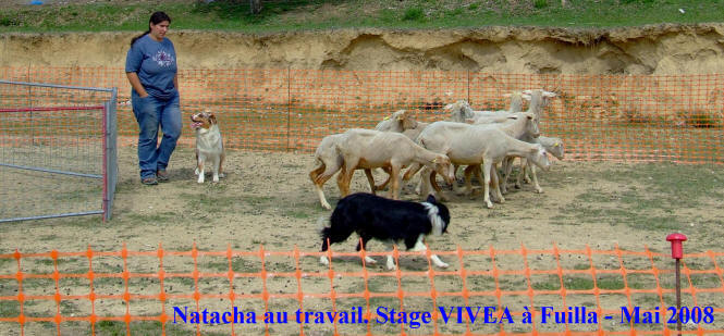 vente de chiots border collie