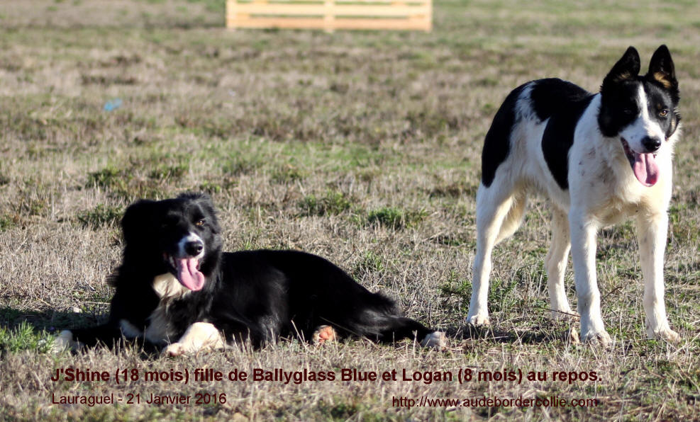 Eleveur de Border collie