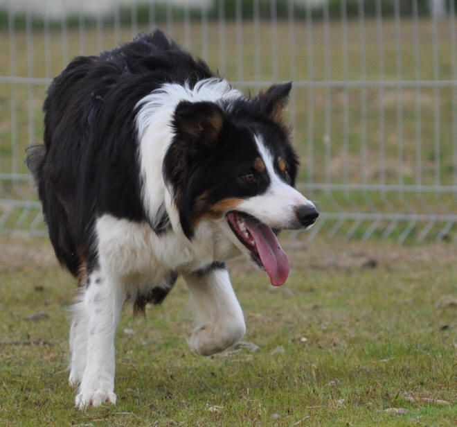 Border collie tricolore