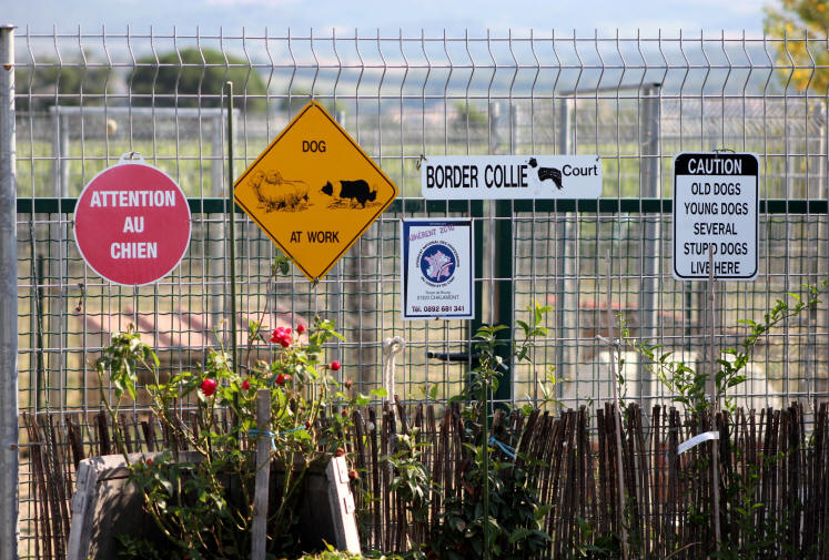 Chien dans l'Aude