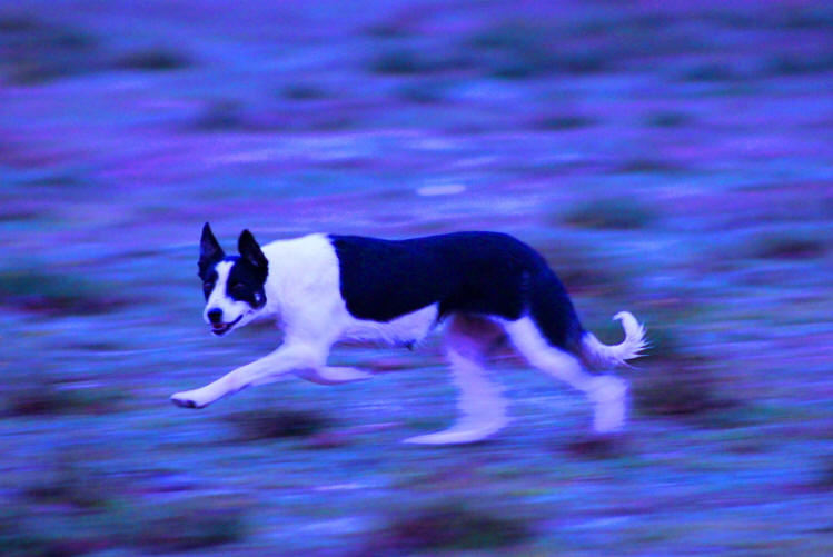 Border collie Bugarach