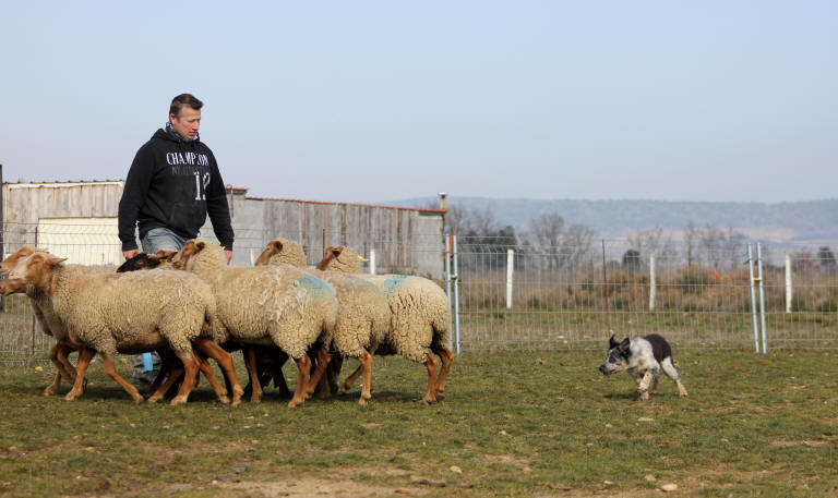 Association Border collie