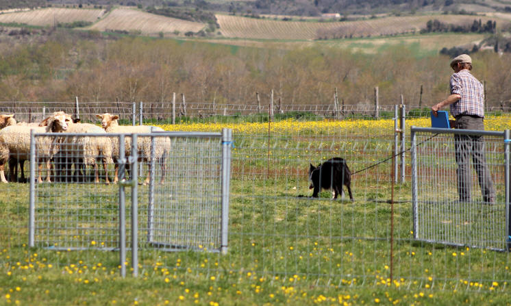 Border collie dressage