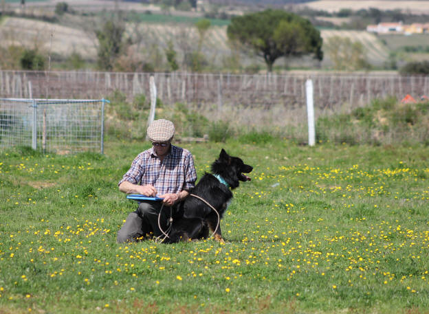 Confirmateur Border collie