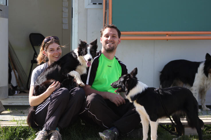 Border collie confirmation.