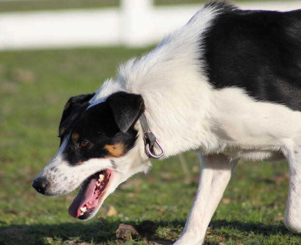 Eleveur de Border collie dans l'Aude