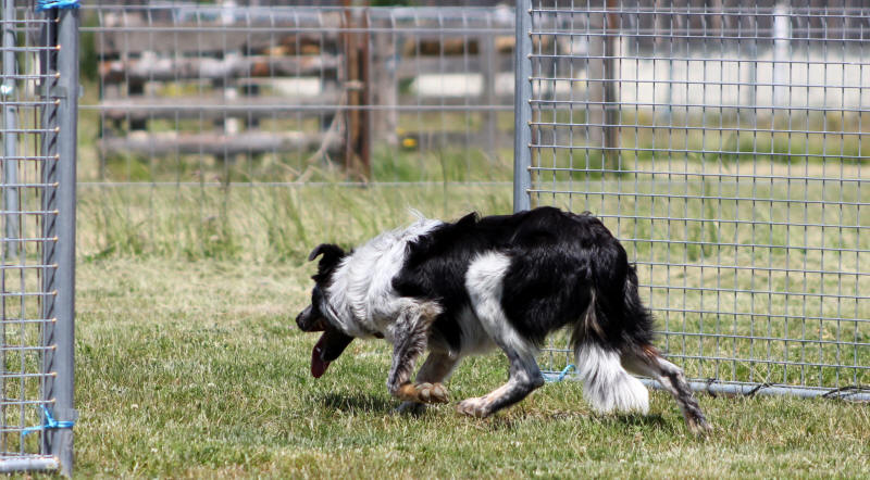 Border collie Belgique.