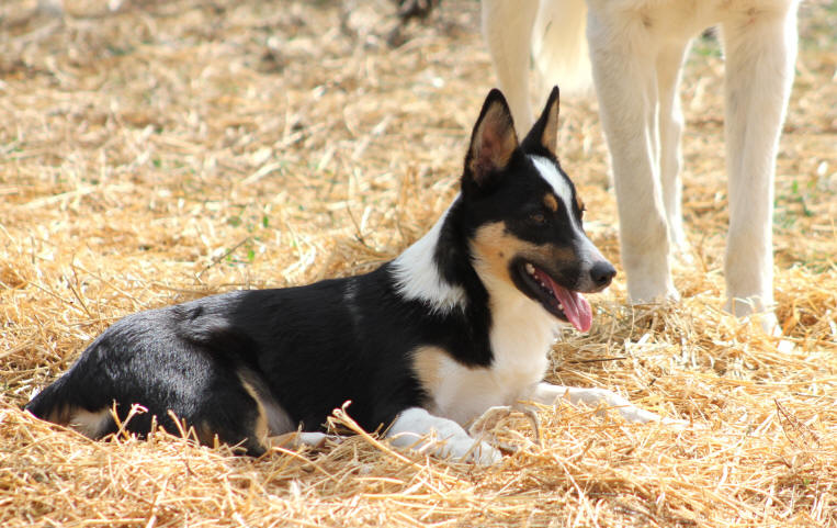 Association Border collie