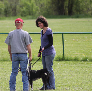 Ain Border collie