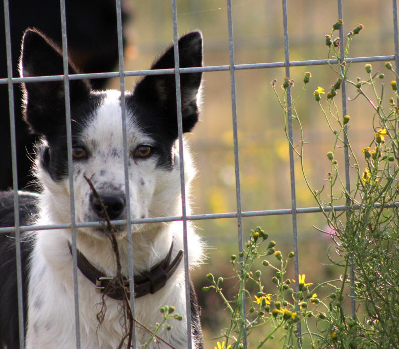 Border collie poil ras