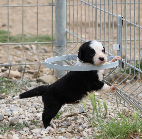 Education canine dans l'Aude.