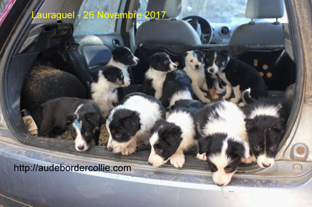 Image chiot Border collie