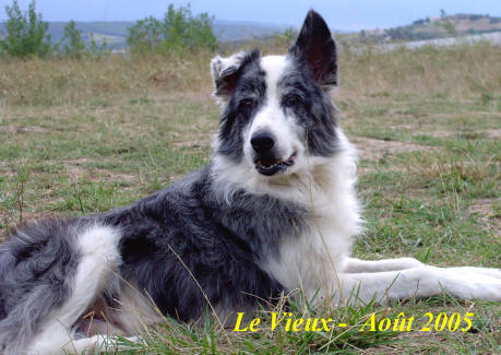 border collie bleu merle dans l'aude