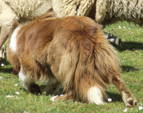 elevur de border collie raoul kergomard