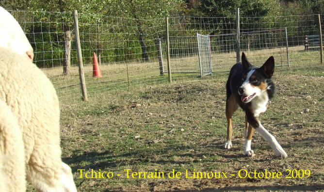 stage de dressage de chiens de bergers dans l'aude chez raoul kergomard