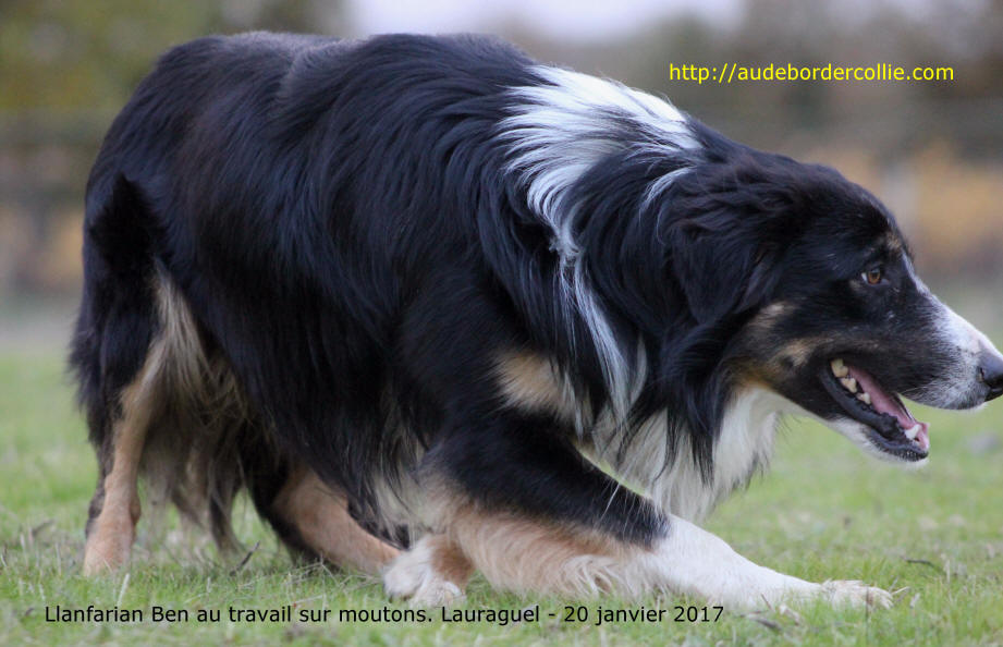 Llanfarian Border collie