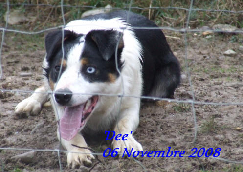 dmonstrations de border collie, stages de dressage, ducation canine dans l'aude, agility dans l'aude