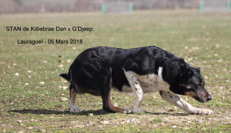 Border collie tricolore