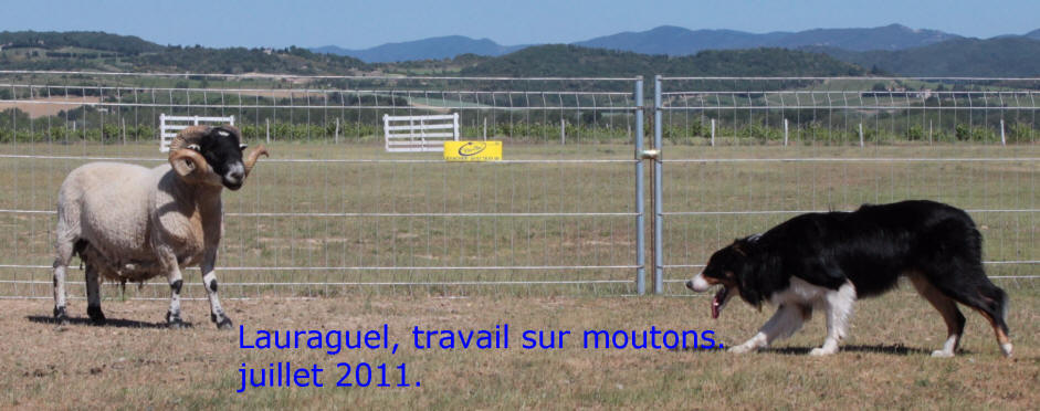 Dresseur de chiens dans l'Aude