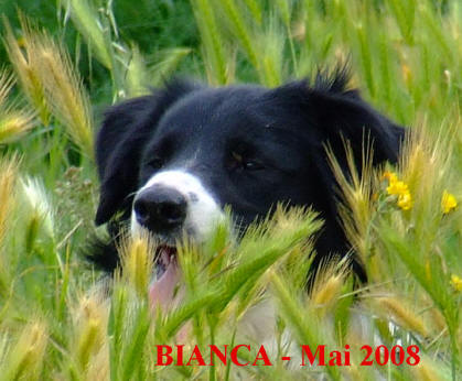  Images Border collie