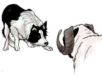 Logo Border collie