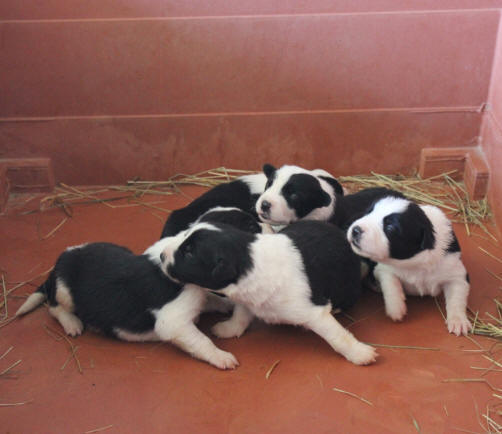 vend chiot border collie