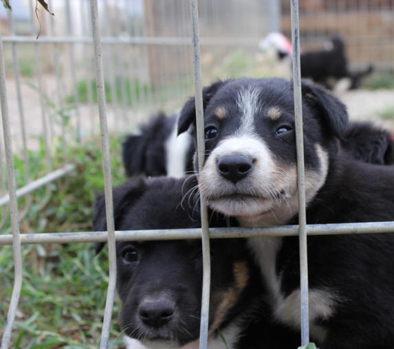 Chiot border collie tricolore