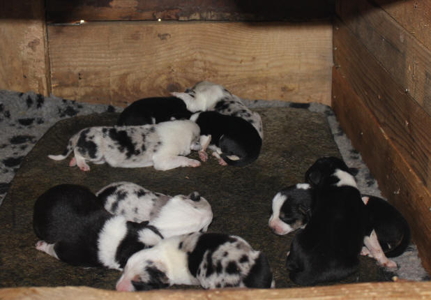 Elevage de Border Collie