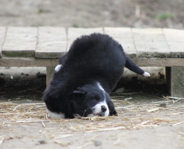 Border collie  vendre