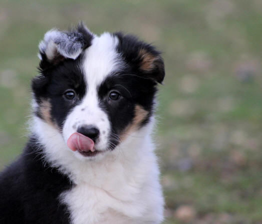 Border collie chiot a vendre