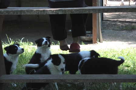 instinct du border collie