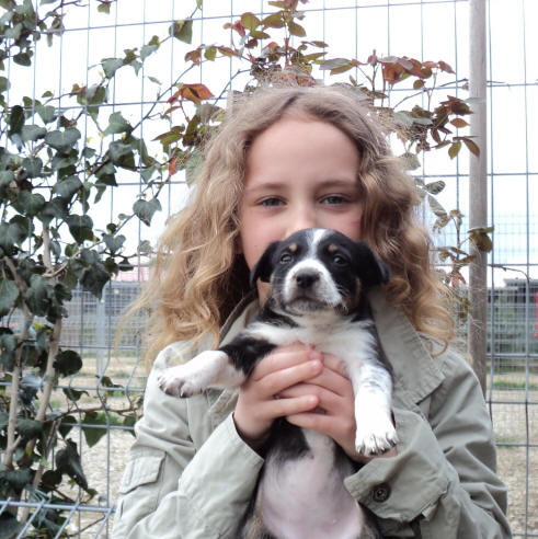 chiot border collie tricolore