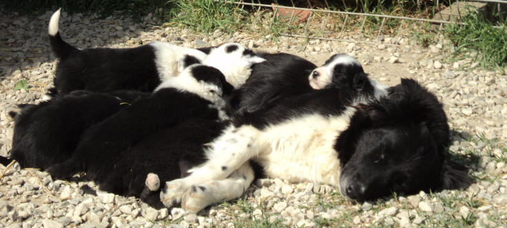 A vendre chiots border collie