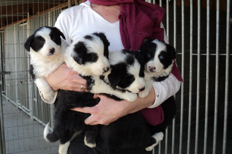 chiot border collie bleu merle  vendre