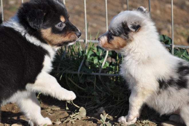 Chiot border collie bleu merle