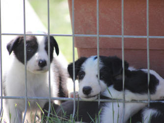 Chiots Border collie LOF