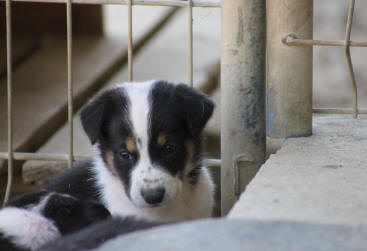 border collie chiot tricolore