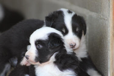 Chiots Border collie origine Aled Owen.