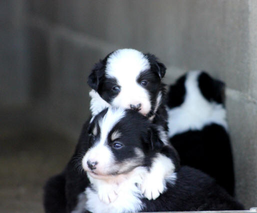 Chiot Border collie noir et blanc.