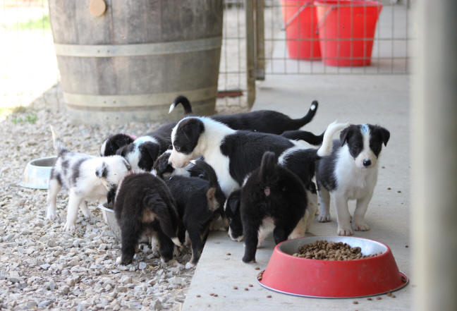 Image chiot Border collie