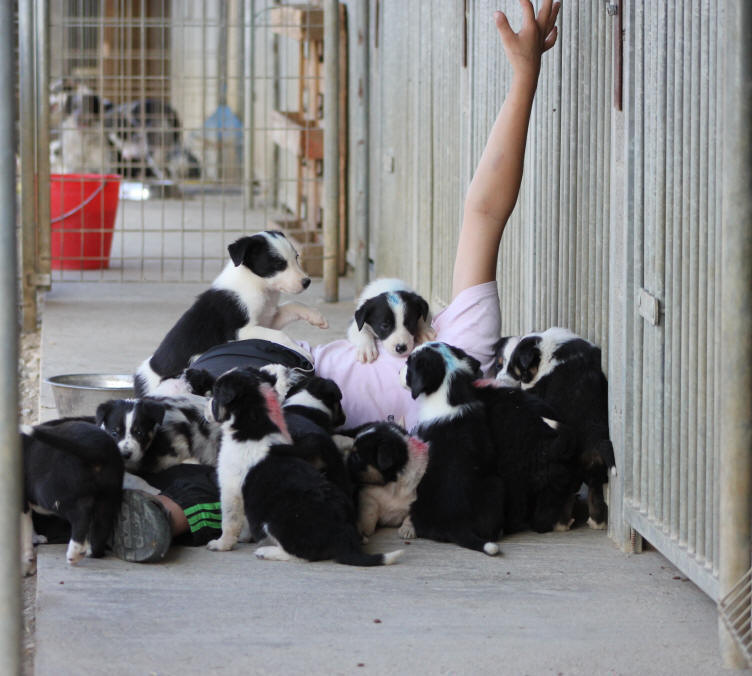 Elevage de Border collies dans l'Aude.