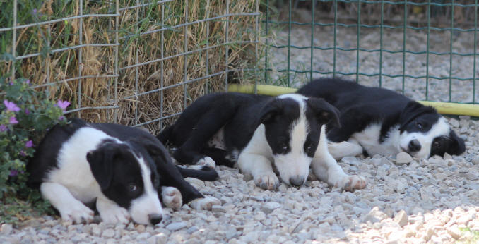 Elevage de Border collies dans l'Aude.