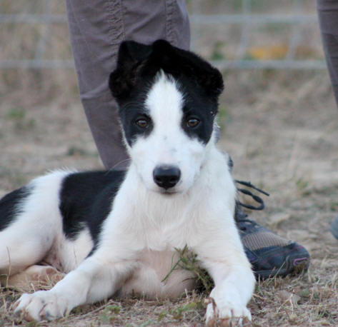 Elevage de Border collies dans l'aude