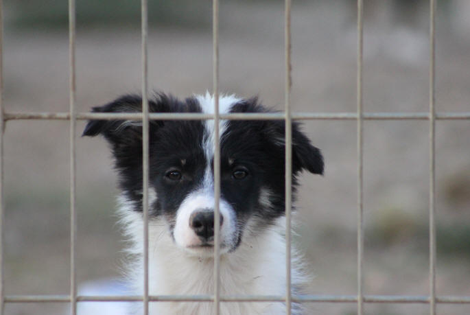 Border collie chiot tricolore  vendre.