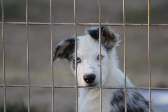 Chiot border collie bleu merle