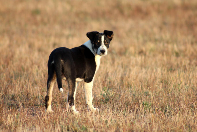 Chiot Border collie tricolore